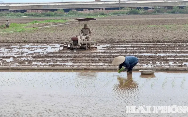 بدء عمليات حرث واسعة لتجهيز محصول الأرز الربيعي في منطقة كينه مون